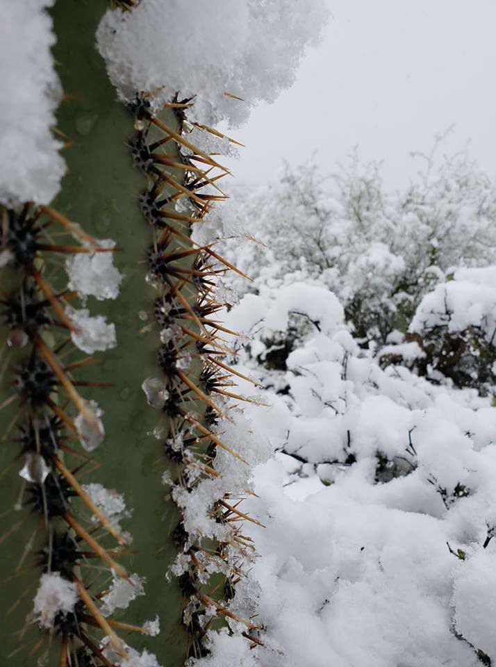 Snow in Tucson